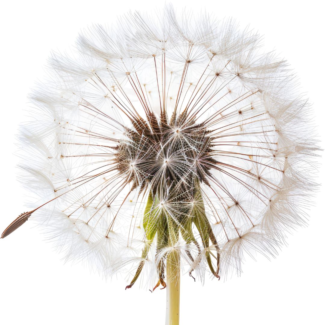 Eveline Baumgartner Meier